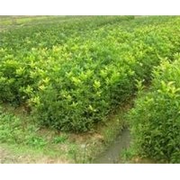 資陽市桂花苗,利源桂花,三年桂花苗