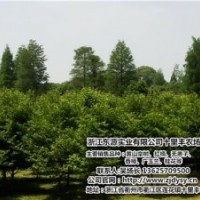 紅楠供應,河北紅楠,十里豐農場有口皆碑(圖)