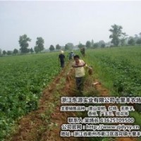 重慶紅楠|十里豐農(nóng)場有口皆碑|紅楠價格