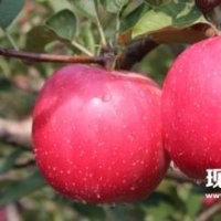 M26M9t337矮化煙富0煙富8蘋果苗價格