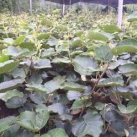 出售紅心獼猴桃苗