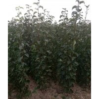 新品梨樹苗 玉露香 紅香酥梨樹苗價格