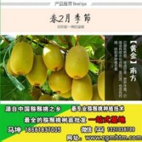 獼猴桃樹種植,獼猴桃樹,坤威獼猴桃苗(圖)