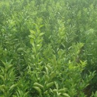 春香桔柚苗（又名黃金貢柚、象山青）