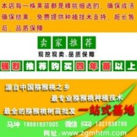 獼猴桃樹價格_獼猴桃樹_坤威獼猴桃苗(查看)