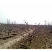 3-10公分蘋果樹桃樹杏樹梨樹