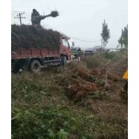 低價供應：杜梨苗，鈣果苗，文冠果苗