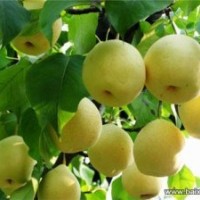 3-10公分蘋果樹杏樹梨樹桃樹綠化工程苗