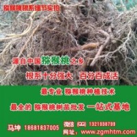 坤威獼猴桃苗、獼猴桃樹、獼猴桃樹種植技術