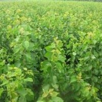 供杏樹苗/ 山杏樹苗