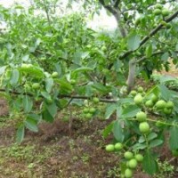 8518核桃苗木多少錢,濟南8518核桃苗木,洛林苗圃