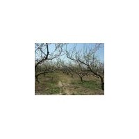 山西1--10公分桃樹