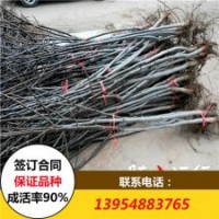 2017年8518核桃苗價(jià)格 香玲核桃苗批發(fā)價(jià)格