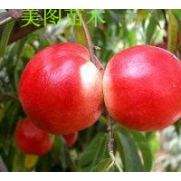 中油14號油桃苗