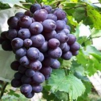 代收葡萄|魯粒大棚葡萄苗|代收葡萄哪家好
