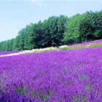 青海草花節(jié)日預(yù)定,草花,山一花卉苗木(查看)