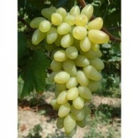 A7葡萄苗銷售商_A7葡萄苗_魯粒大棚葡萄苗(多圖)