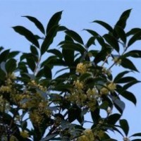 奉節(jié)縣桂花小苗、莎莎園藝、桂花小苗報(bào)價(jià)