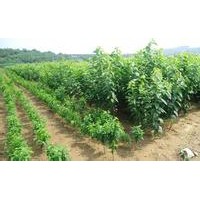櫻桃苗 櫻桃苗價格