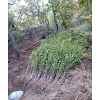 大量供應(yīng)石榴樹苗，1年-3年原生苗及嫁接苗，保證原產(chǎn)地和成活率