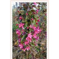 海棠占地苗|海棠|星衛(wèi)苗木(查看)