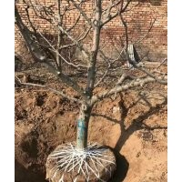 供應(yīng)山楂樹，占地山楂樹，風(fēng)景山楂樹