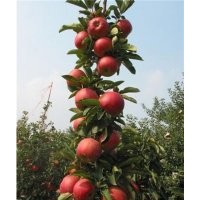 柱狀蘋果苗，柱狀蘋果苗價格，柱狀蘋果苗栽培方式