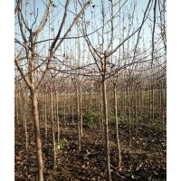 西府海棠苗圃用苗|西府海棠|星衛(wèi)苗木(圖)