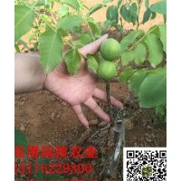 正宗8518核桃苗，保純度100%，發(fā)明人直接發(fā)貨