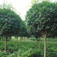 大葉女貞,瀅涵苗木中心,哪里需要大葉女貞樹(shù)苗