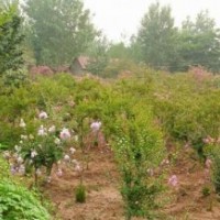 瀅涵苗木中心,百日紅,百日紅樹(shù)苗