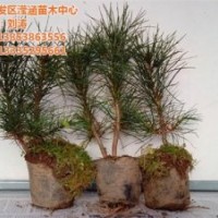 瀅涵苗木中心_白皮松_怎樣種白皮松