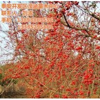 冬紅果,瀅涵苗木中心,冬紅果圖片