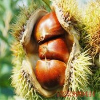 板栗苗推薦 優(yōu)質(zhì)品種