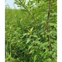 山西多頭連翹苗價格=連翹苗高度 連翹苗圖片