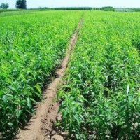 大量供應(yīng)龍峰甜油桃樹苗