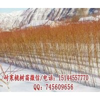 占地苗 占地樹苗 占地果樹苗 耐寒桃樹苗 抗寒桃樹苗