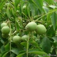 供應(yīng)優(yōu)質(zhì)核桃苗/8158核桃苗/核桃嫁接苗