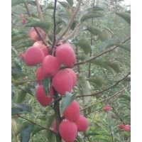 臨沂興旺苗木繁育合作社供應(yīng)矮化紅富士苗