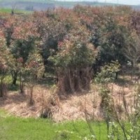 湖北襄陽(yáng)奈李