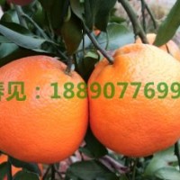 春見耙耙柑成熟期年后采摘完熟 基地供香橙嫁接春見苗