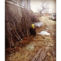 供應(yīng)山東煙臺4cm地徑櫻桃樹苗