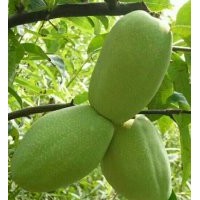 供應(yīng)優(yōu)質(zhì)皺皮木瓜苗