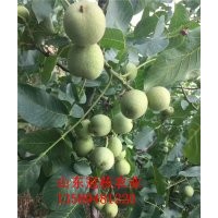 矮化核桃苗品種供應(yīng) 冠幅10個平方 短枝結(jié)果核桃苗品種