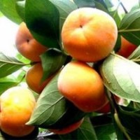 1公分柿子苗大量大量出售