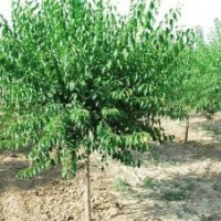 富潤種植成活率高-絲棉木小苗-批發(fā)絲棉木小苗哪家好