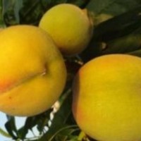 公斤王桃苗，黃金脆桃苗，黃金蟠桃苗