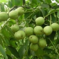 供優(yōu)質(zhì)核桃苗