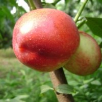 供應中油五號桃苗