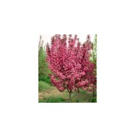 山東碧桃、山東櫻桃苗-泰安市泰東苗圃_綠化_